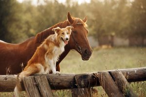 Dog and Horse in a Field